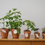 Plantas aromáticas frescas cultivadas en la cocina