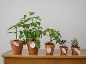 Plantas aromáticas frescas cultivadas en la cocina